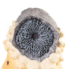 Dune Bookends 17 cm 8435747834571