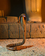 Universal Monsters x Teenage Mutant Ninja Turtles Action Figure Ultimate Michelangelo as The Mummy 18 cm 0634482541876