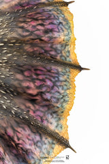 Monster Hunter Statue 1/26 Moster Hunter World Nergigante 77 cm 0713929403349