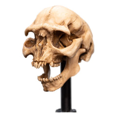 Lord of the Rings Mini Statue Skull of a Moria Orc 13 cm 9420024744291