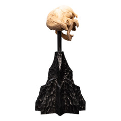 Lord of the Rings Mini Statue Skull of a Moria Orc 13 cm 9420024744291