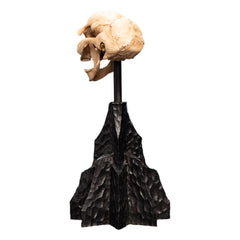 Lord of the Rings Mini Statue Skull of a Moria Orc 13 cm 9420024744291