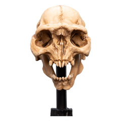 Lord of the Rings Mini Statue Skull of a Moria Orc 13 cm 9420024744291